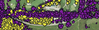 purple yellow tree modeling